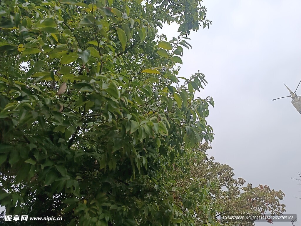 枝叶繁茂的绿树