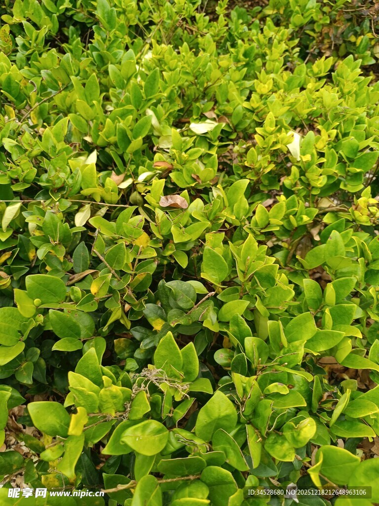 翠绿繁茂的绿植景观