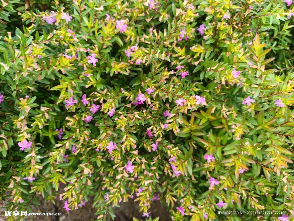 繁茂花丛中的紫色小花