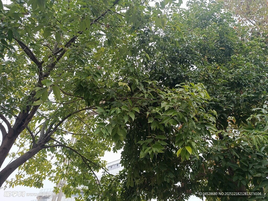 繁茂绿树展现自然生机