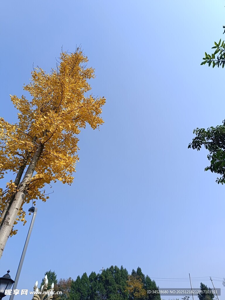 秋日金黄银杏树蓝天美景