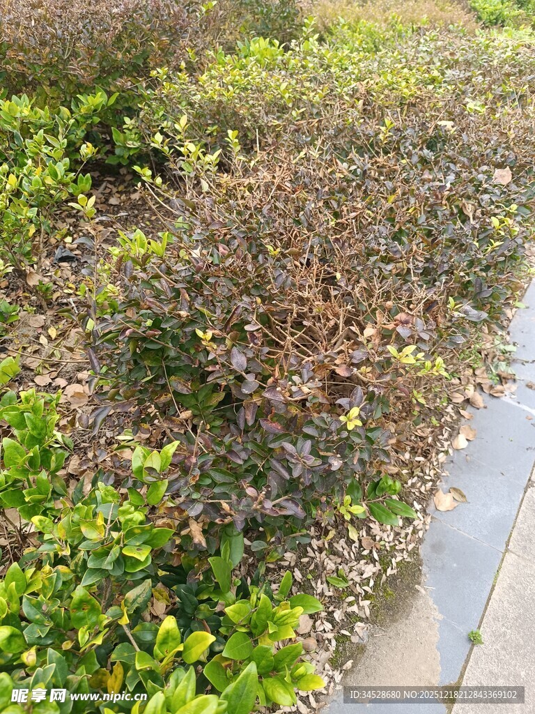 路边多彩绿植景观