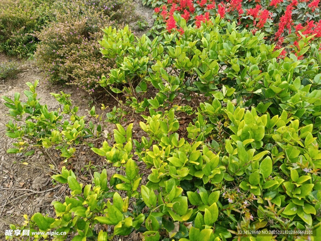 绿意盎然的多彩植物景观