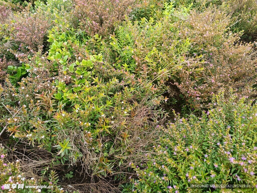 多彩灌木丛景观