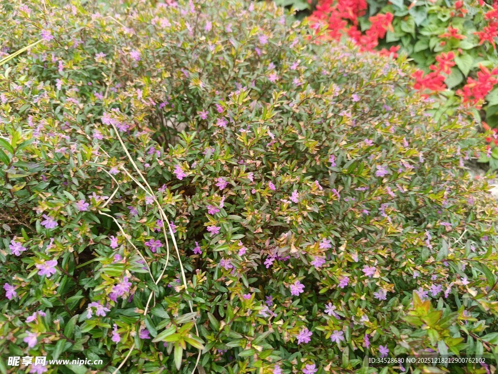 繁茂花丛中的紫色小花