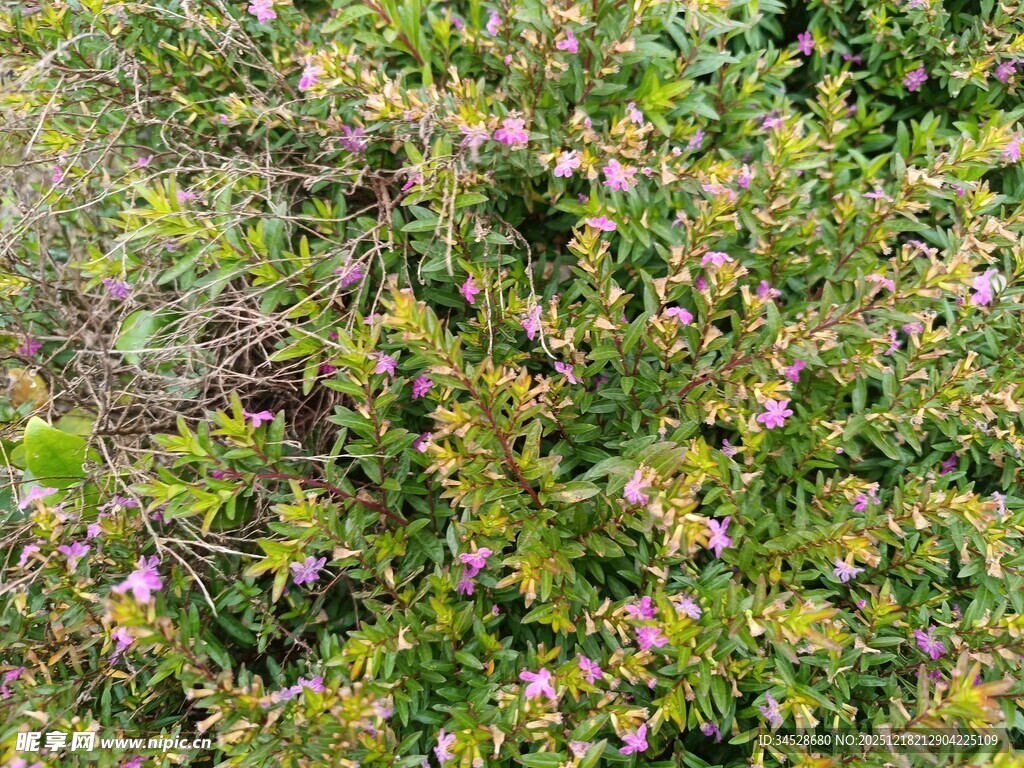 繁茂绿植中的紫色小花
