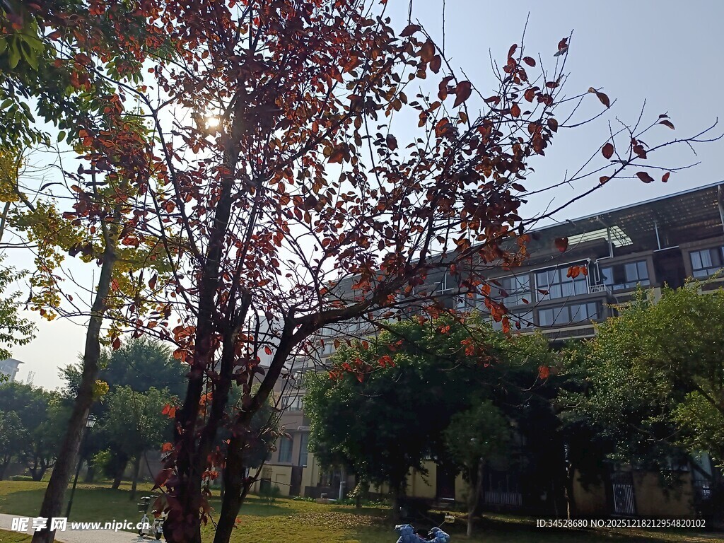 秋日校园树木与建筑景致