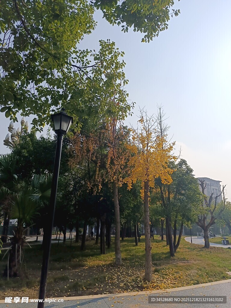 秋日公园林荫景致