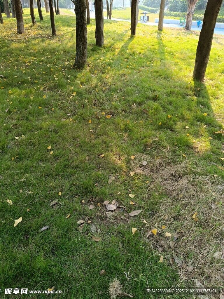 林间草地阳光斑驳景象