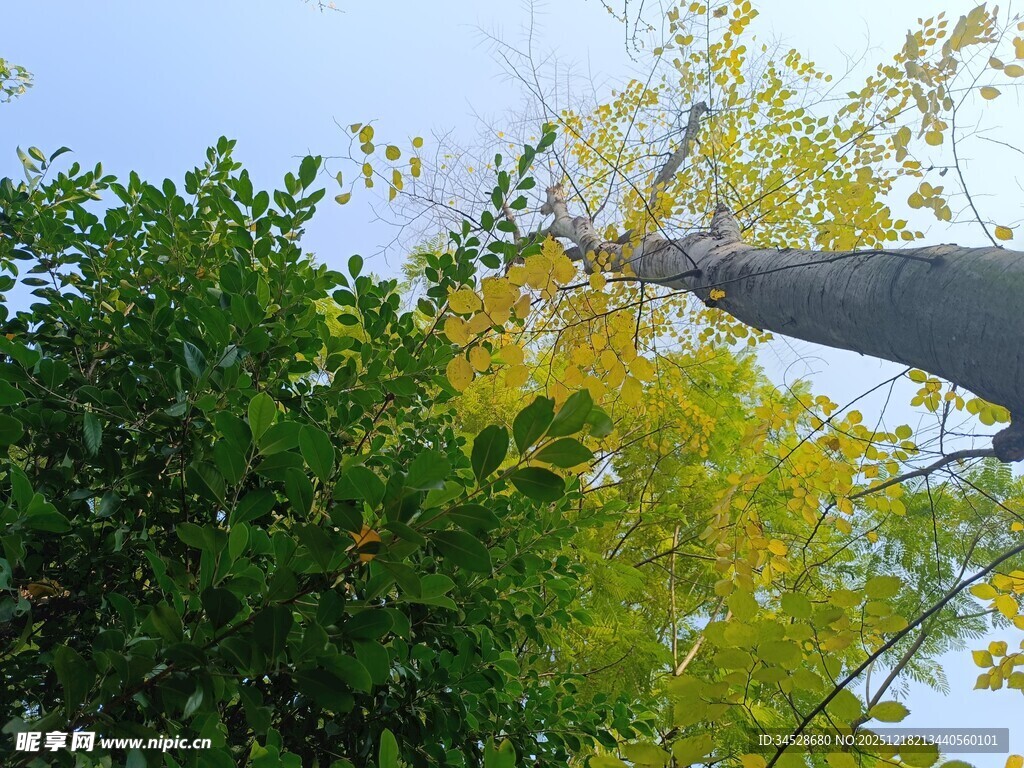 秋日树梢黄绿交织美景