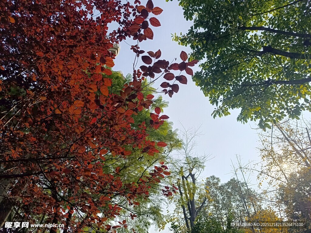 秋日多彩树林美景