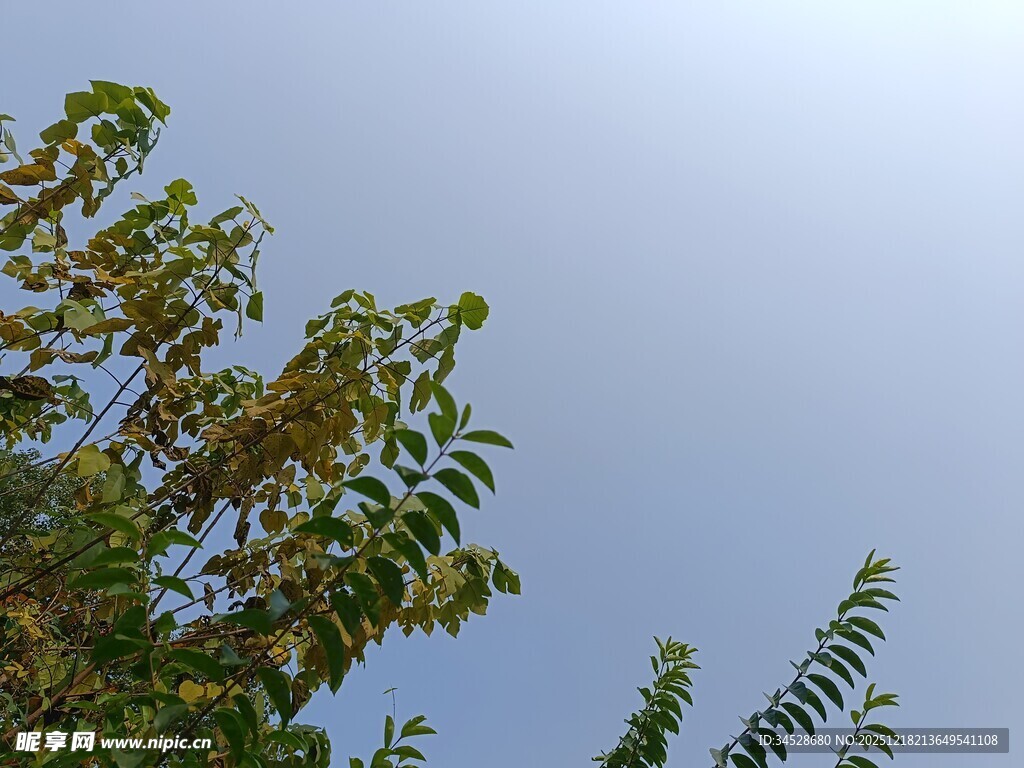 树梢之上的晴朗蓝天