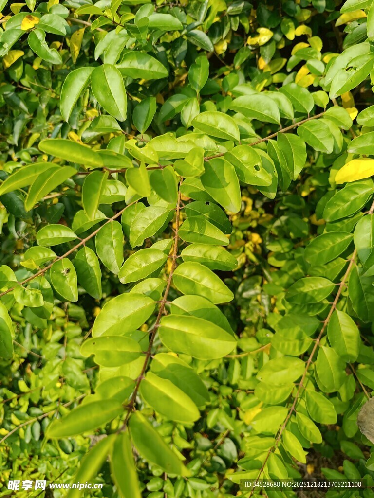 翠绿繁茂的羽状复叶植物