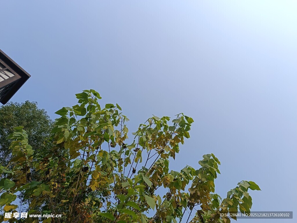 树梢之上的晴朗天空