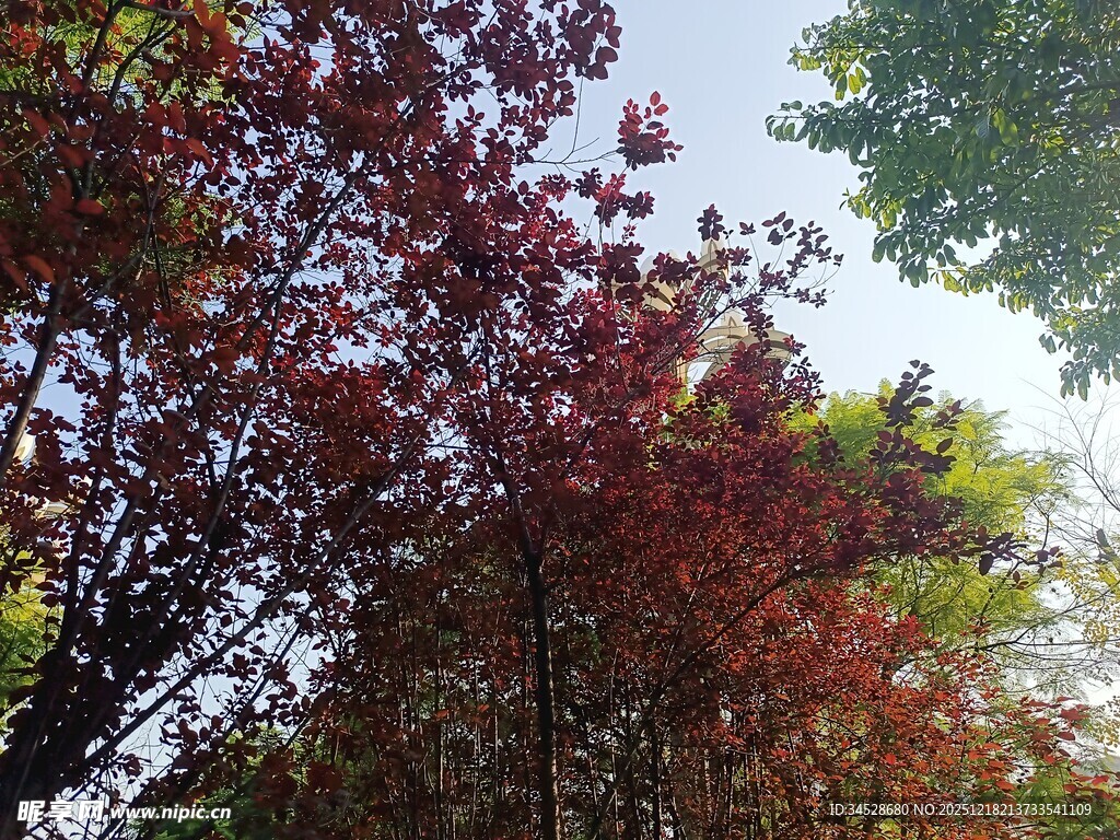 秋日红枫与绿树相映