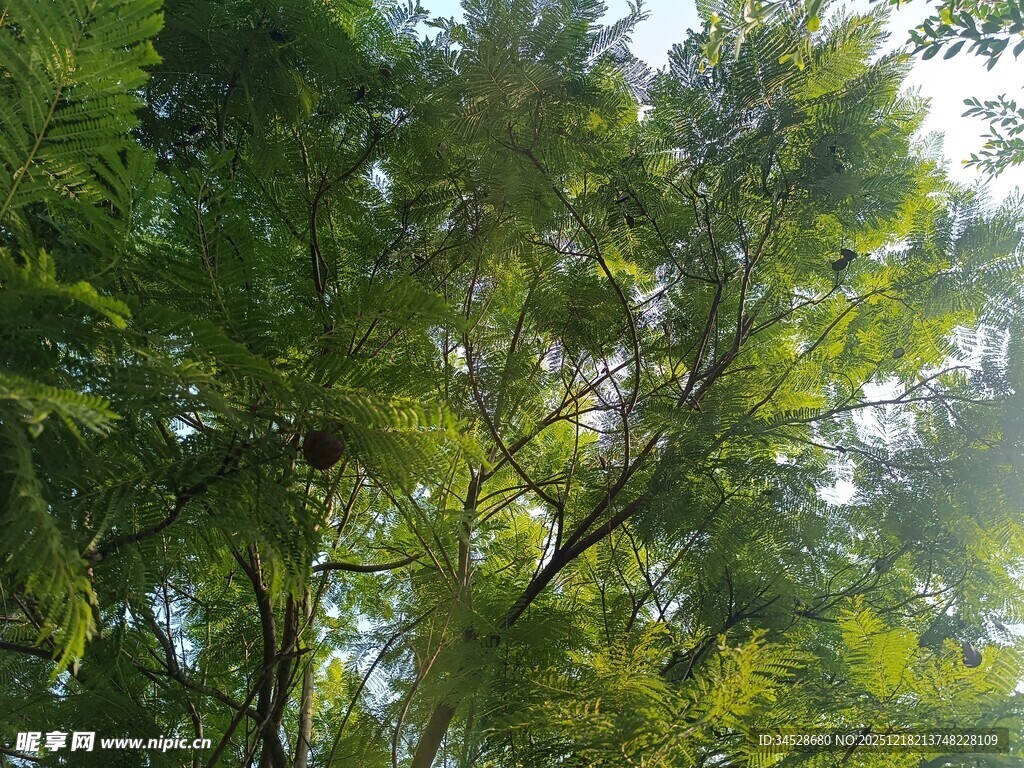 茂密树林中的繁茂枝叶