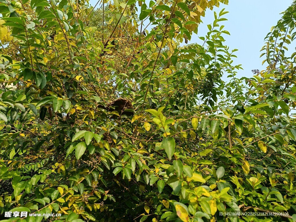 枝头绿叶间的鸟