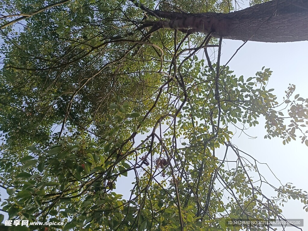 仰视繁茂树枝与绿叶