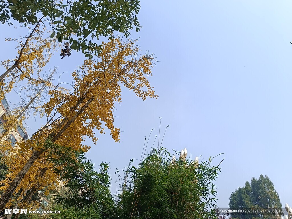 秋日银杏与绿树蓝天