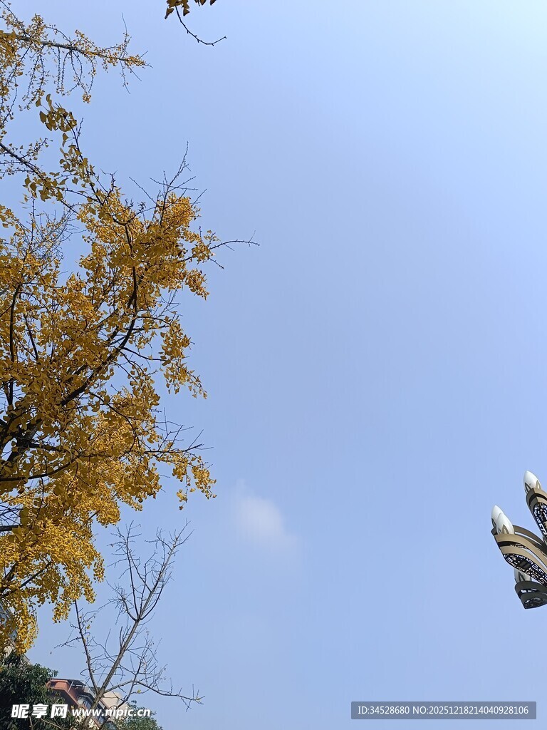 秋日银杏与飞鸟