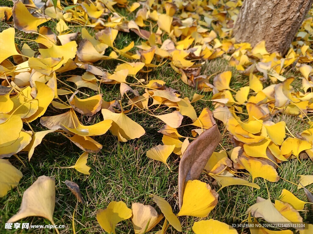 金黄落叶铺满草地