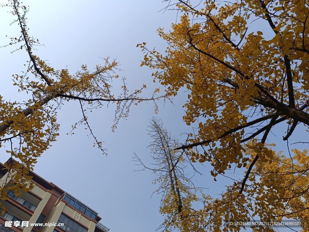 秋日银杏与建筑相映成趣