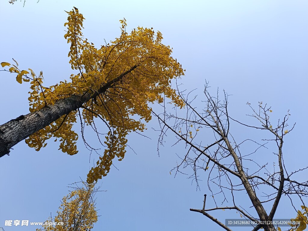 秋日银杏树枝蓝天景致