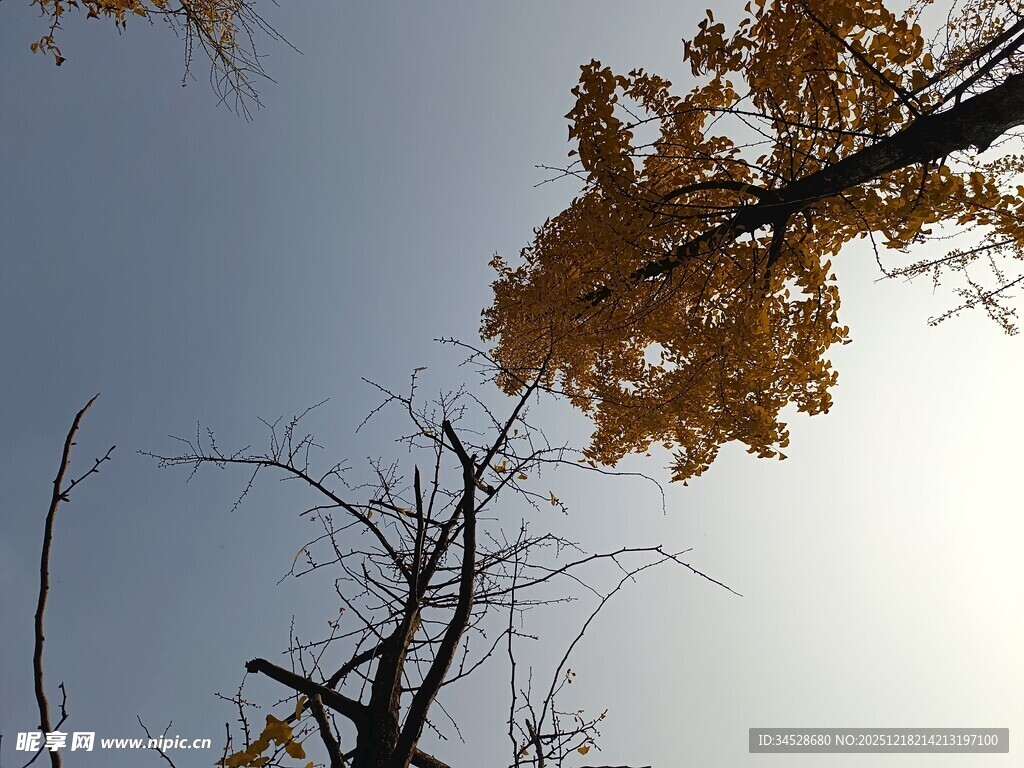 秋日银杏树枝映蓝天