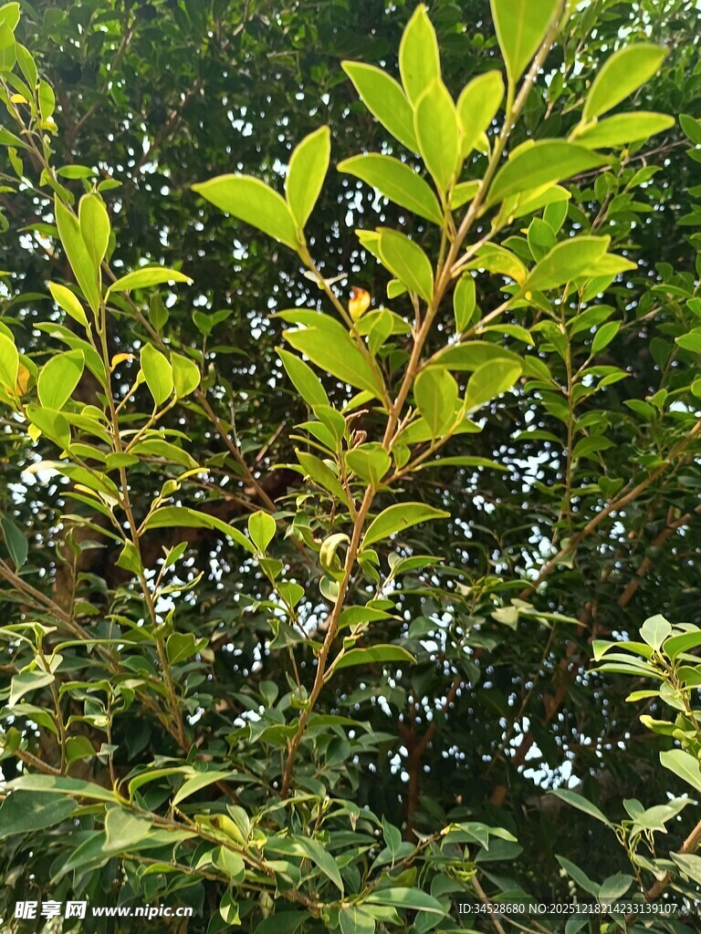 翠绿枝叶生机盎然