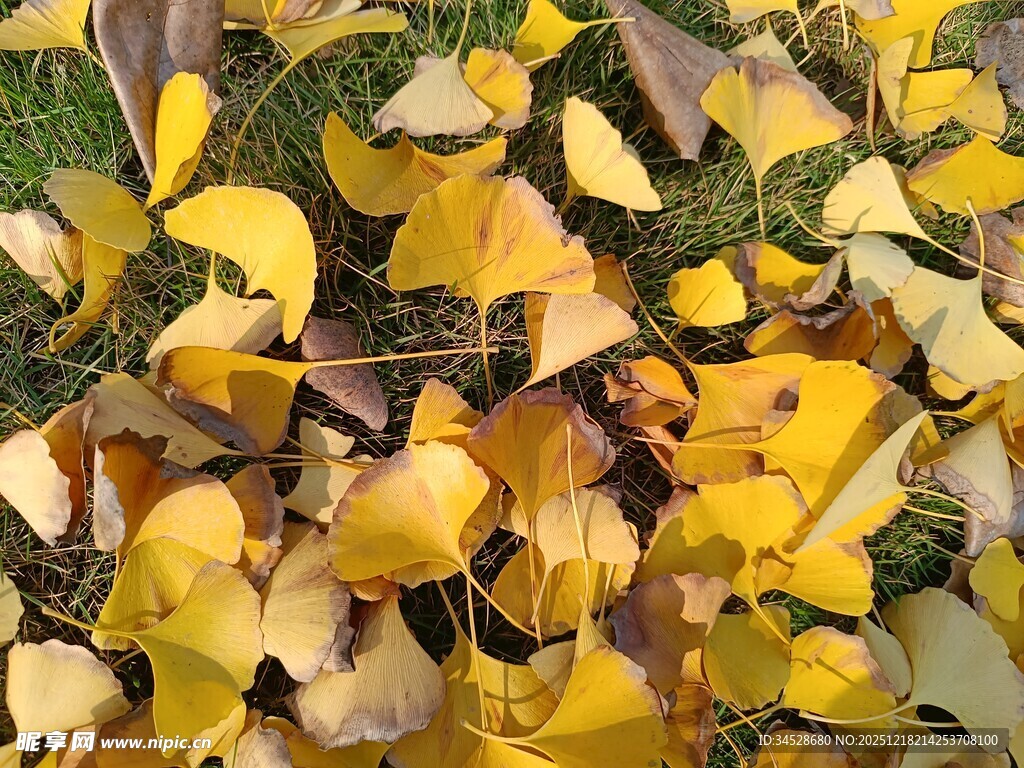 金黄银杏落叶铺满地面