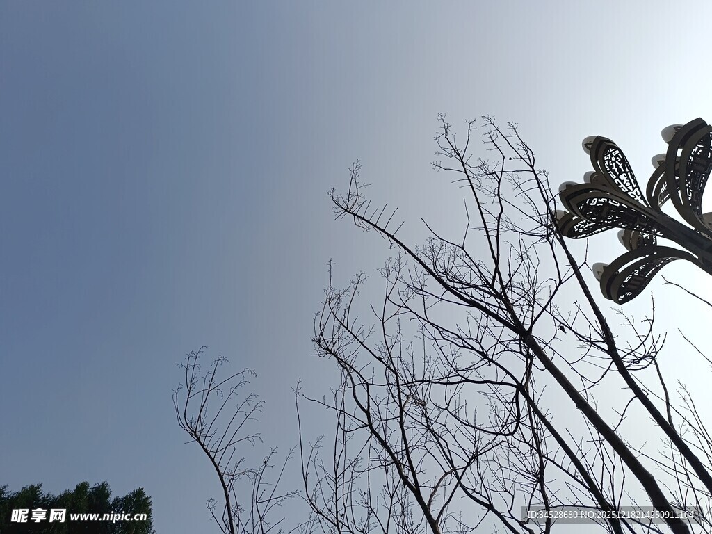 枝头鸟儿伴蓝天