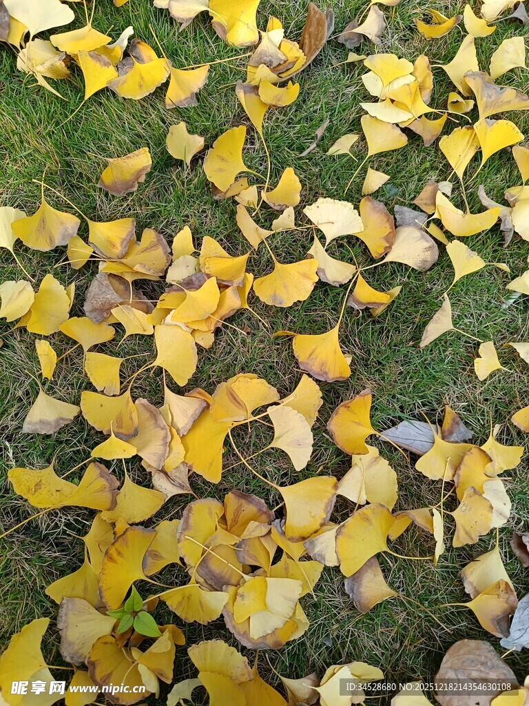 银杏落叶铺就秋日美景