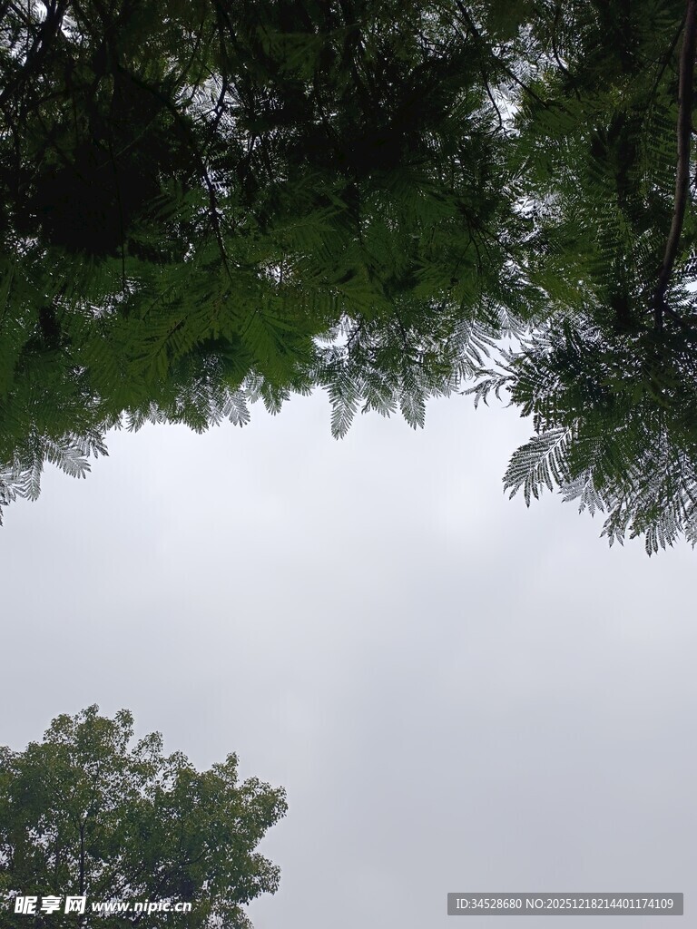 仰视绿树与天空景象