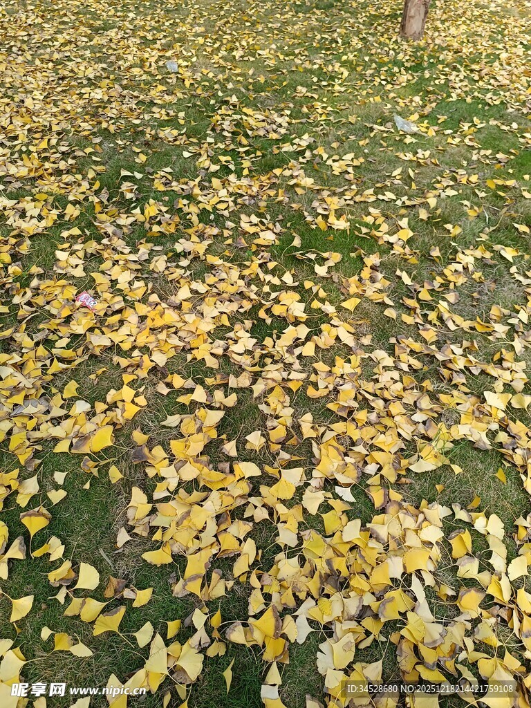 银杏落叶铺满草地美景