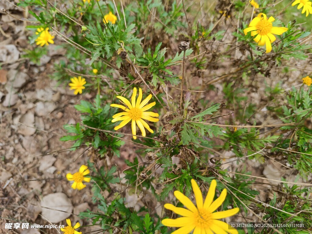 地面绽放的黄色小野花