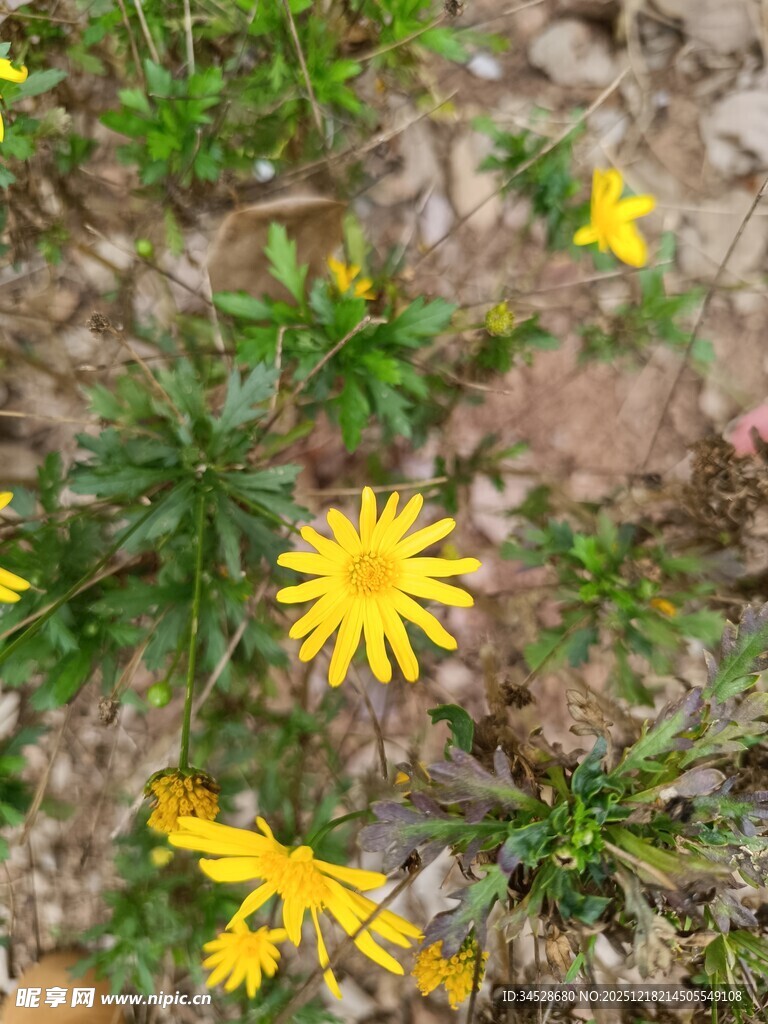 地面绽放的黄色小野花