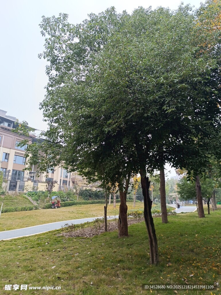 公园绿树草地风景图