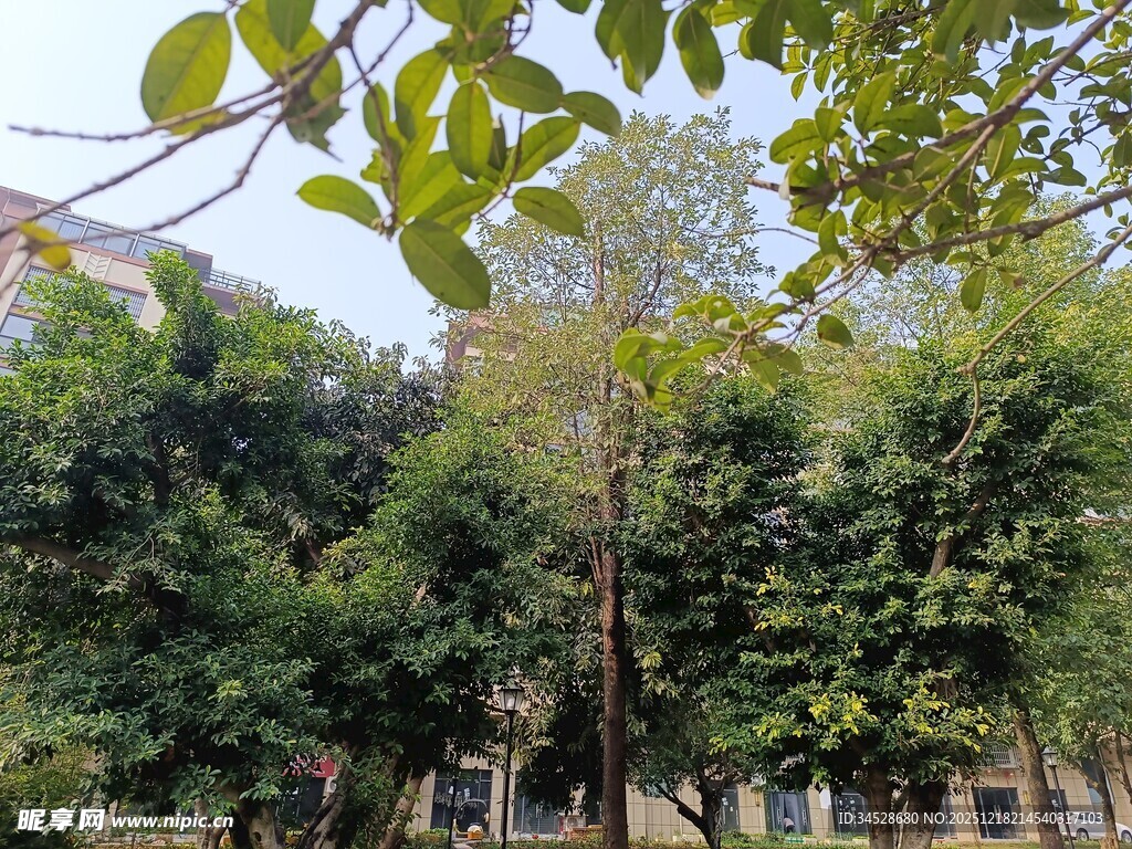 绿树成荫的户外景致