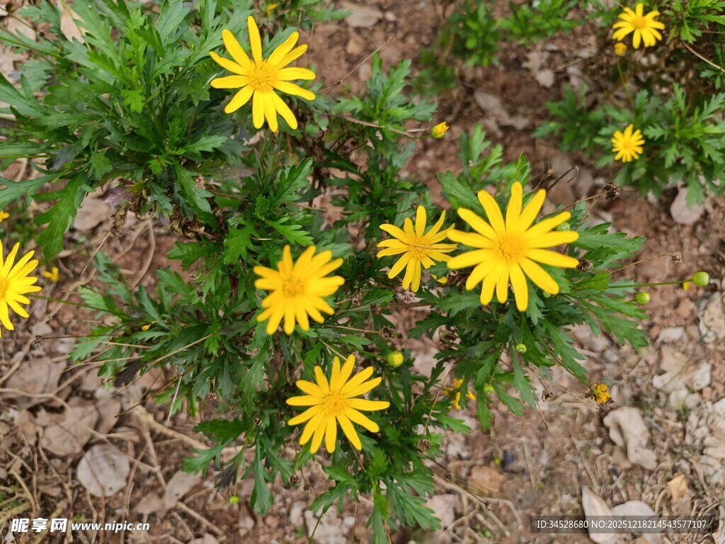 地面绽放的黄色小野花
