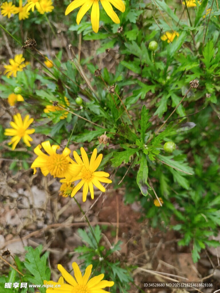 黄色小花绽放于绿叶间