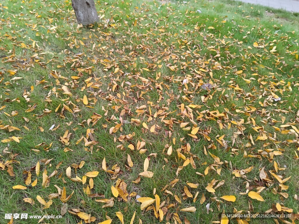 秋日草地落满斑斓树叶