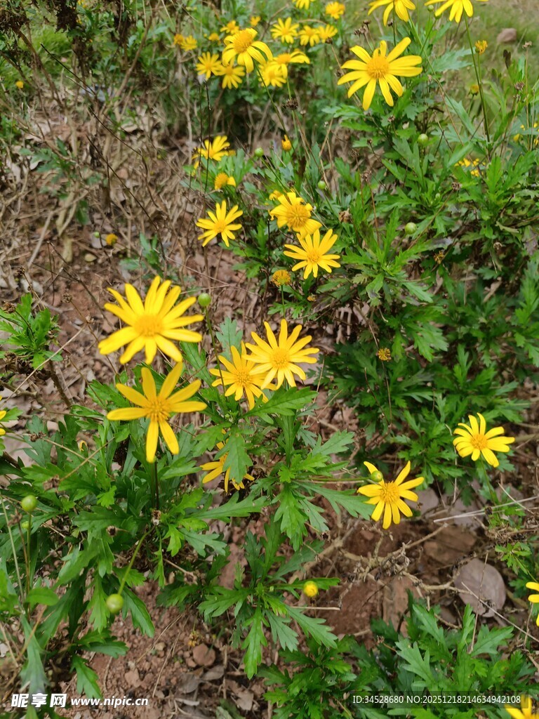 野外绽放的黄色小花