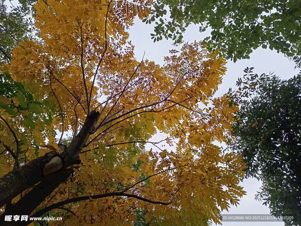 秋日仰拍金黄树冠美景