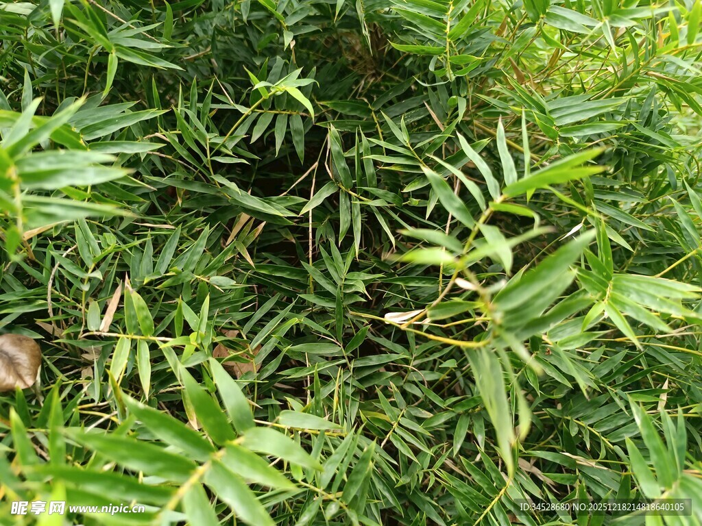 翠绿繁茂的植物叶片