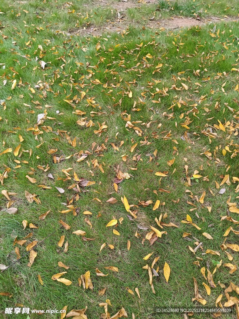 秋日草地落叶景致