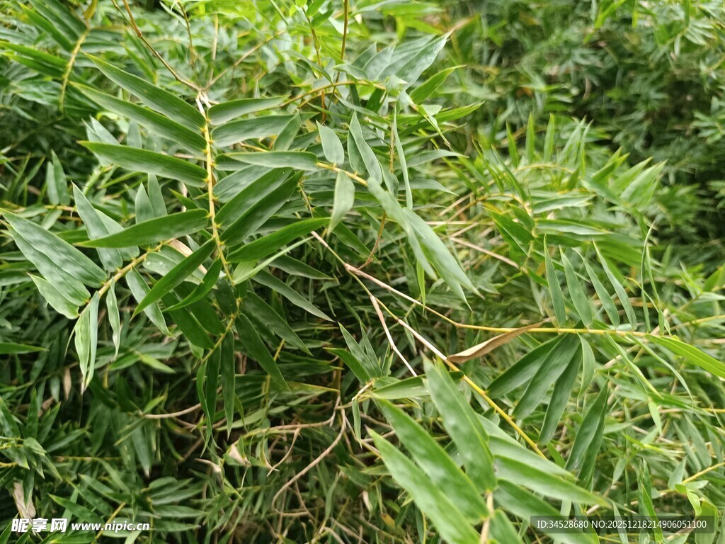 茂密绿植景观