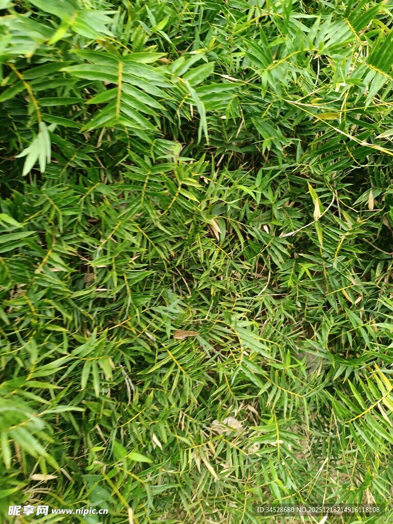 茂密翠绿的野生植物景观