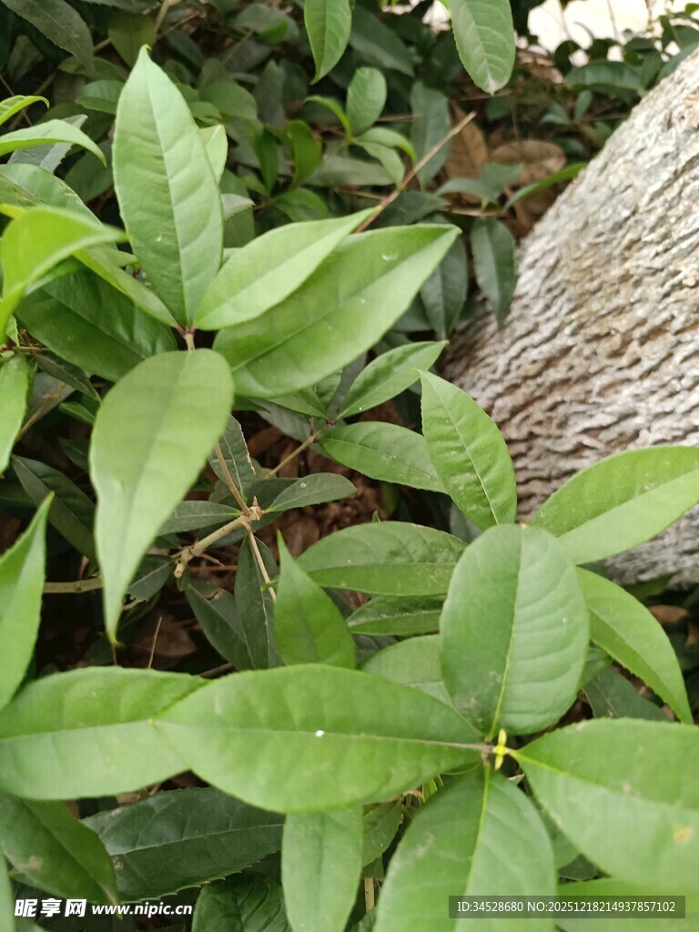 绿叶繁茂的植物特写