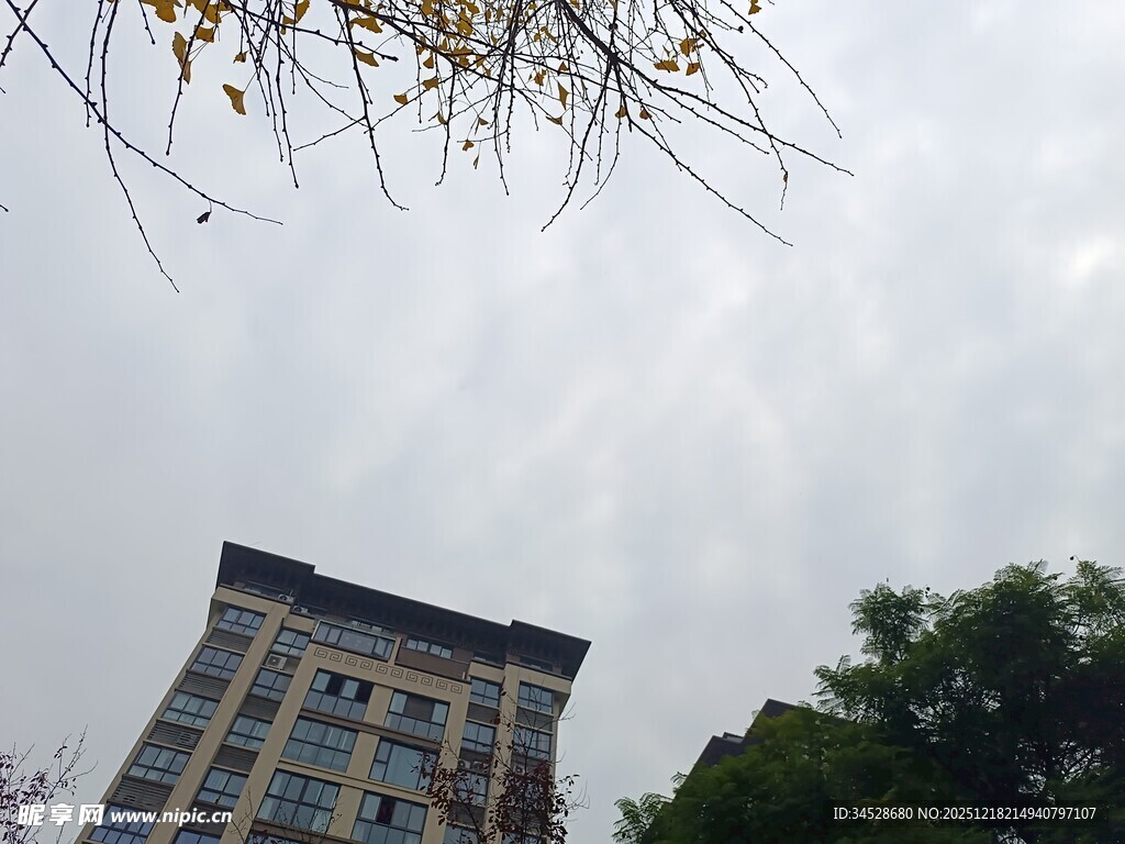 高楼与枝叶映衬的景致