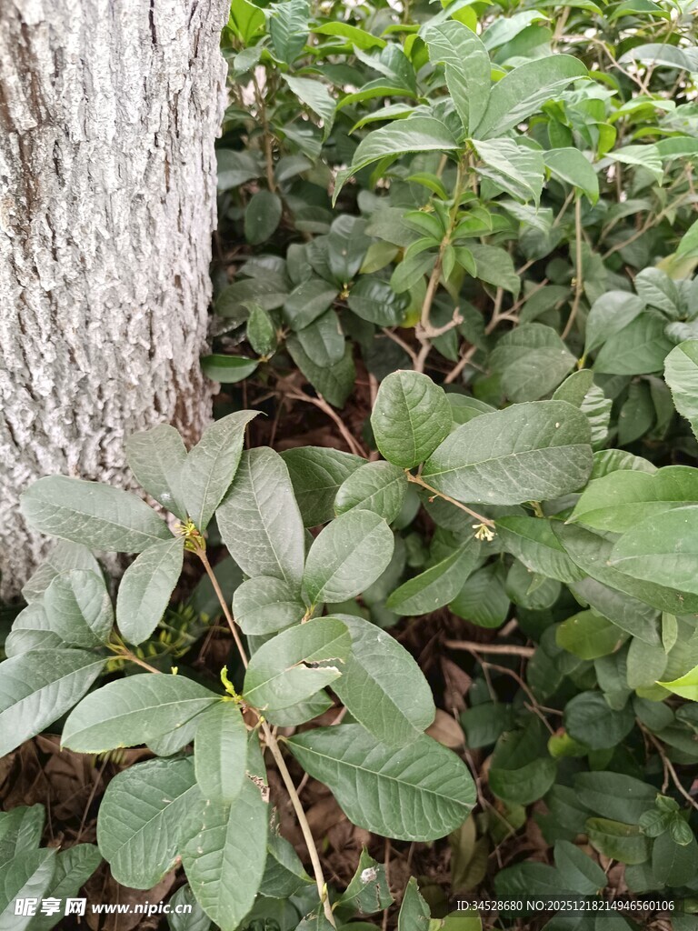 树干旁的绿叶植物